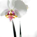 Abbildung - Falte Lider